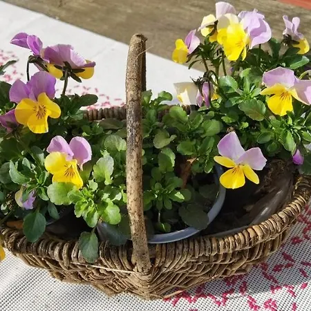 בית הארחה Agape